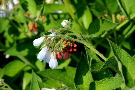 Image of prickly comfrey