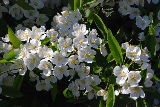 Image de Malus sieboldii (Regel) Rehd.