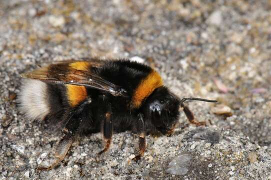 Image of honeybees, bumblebees, and relatives