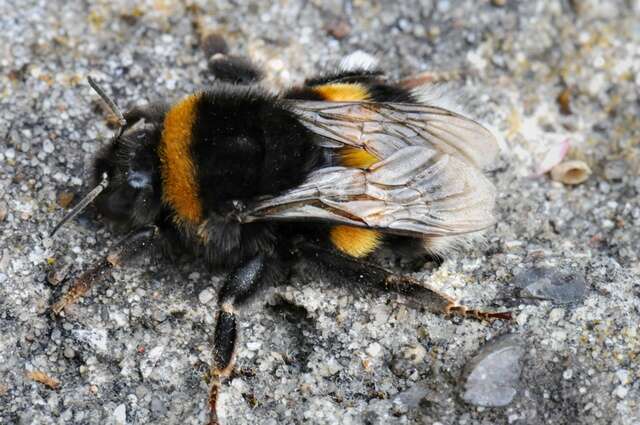 Image of honeybees, bumblebees, and relatives