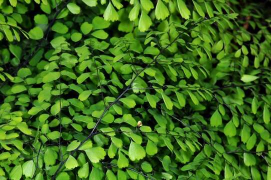 Image of Himalayan maidenhair fern