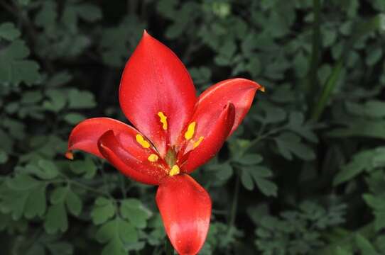 Image of Tulipa sprengeri Baker