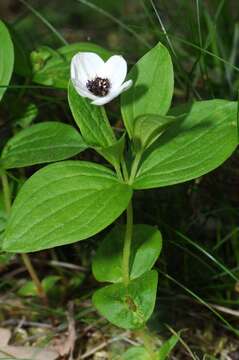 Image of Dogwoods