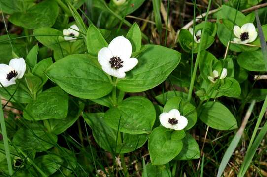 Image of Dogwoods