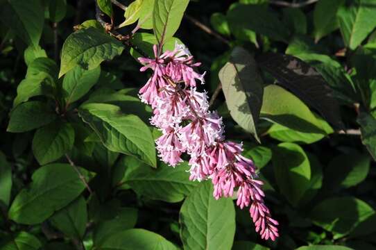 Plancia ëd Syringa komarowii C. K. Schneid.