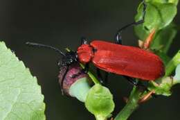 Слика од <i>Pyrochroa coccinea</i>