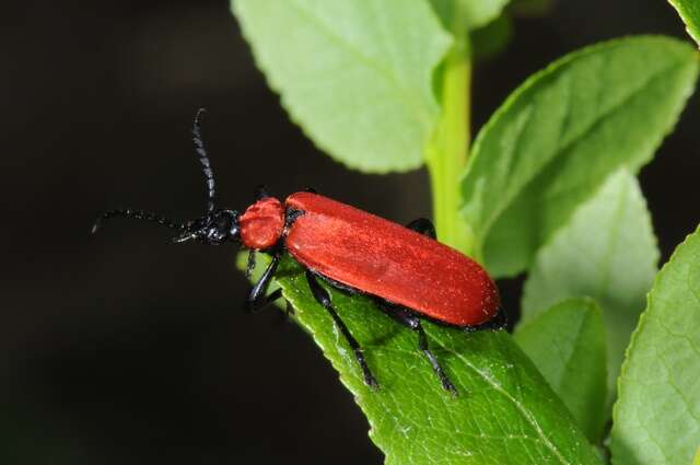 Слика од <i>Pyrochroa coccinea</i>