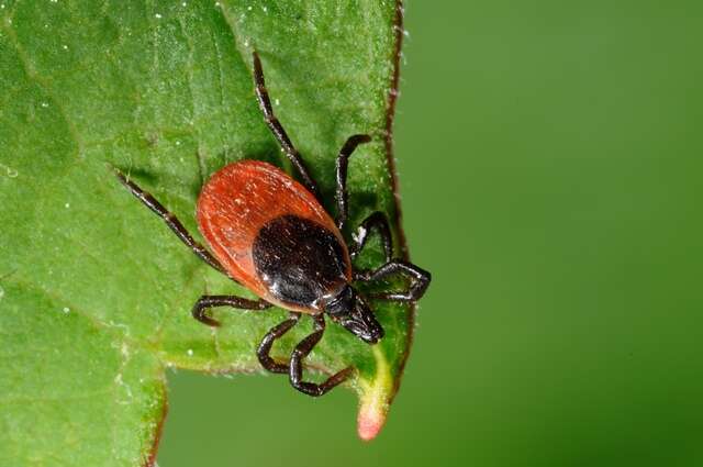 Image of Ixodes Latreille 1795