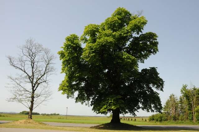 Image of elm family