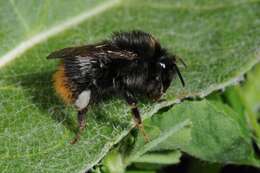 Image of honeybees, bumblebees, and relatives