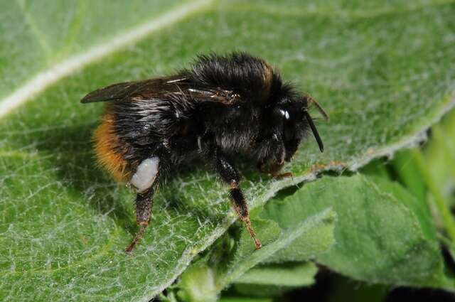 Image of honeybees, bumblebees, and relatives