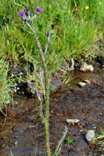 Imagem de Cirsium