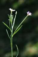 Image of dwarf willowherb