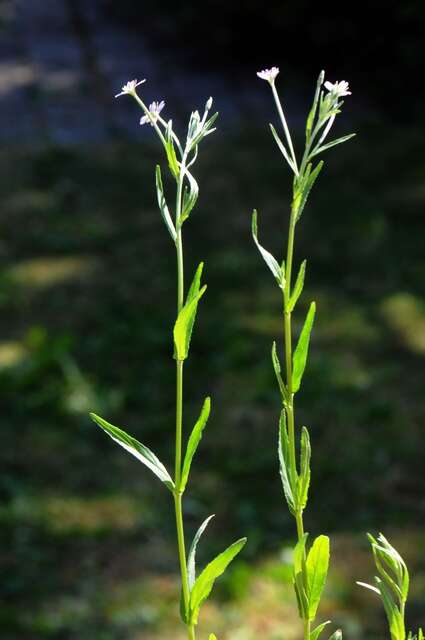 Image of dwarf willowherb