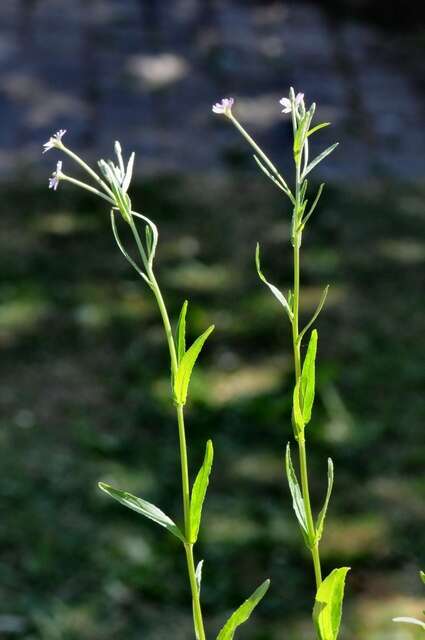 Image of dwarf willowherb