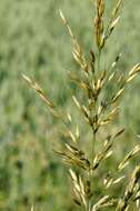 Image of Button Grass