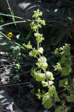 Image of Scrophularia vernalis L.