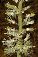 Image of Drimia capensis (Burm. fil.) Wijnands