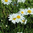 Слика од Leucanthemum superbum (Bergmans ex J. Ingram) D. H. Kent