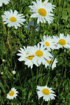 Image of daisy