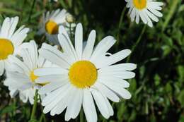 Слика од Leucanthemum superbum (Bergmans ex J. Ingram) D. H. Kent