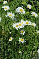 Слика од Leucanthemum