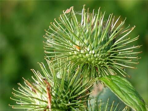 Image of Arctium nemorosum Lej.