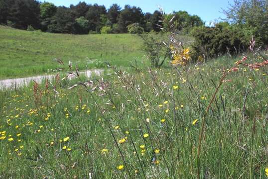 Image of oatgrass