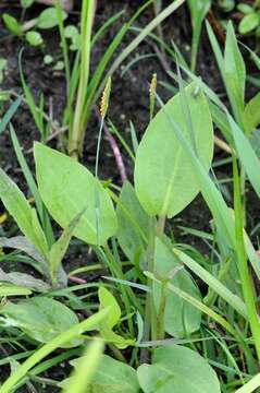 Image of Foxtail Grass