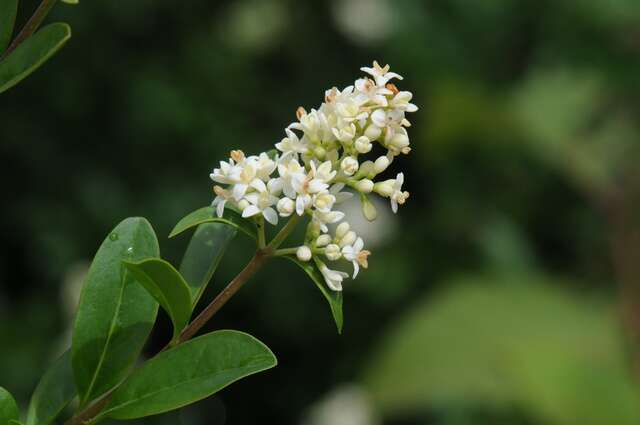 Plancia ëd Ligustrum