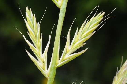 Image of ryegrass