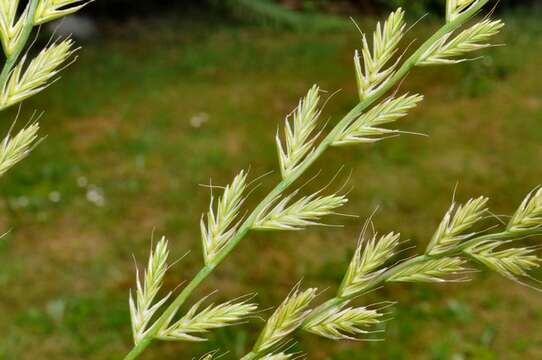 Image of ryegrass