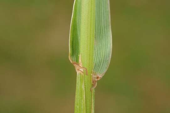 Image of ryegrass