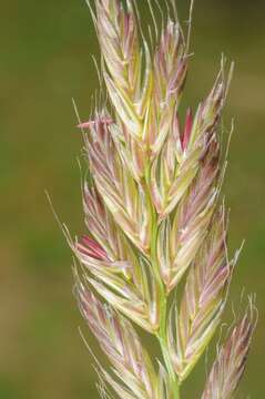 Image of ryegrass