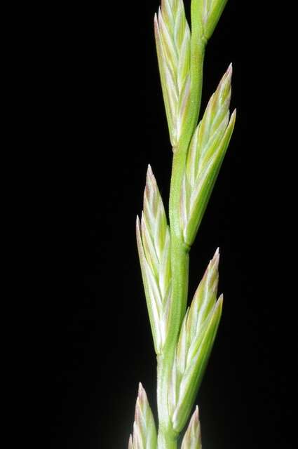 Image of ryegrass