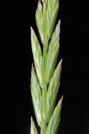 Image of ryegrass