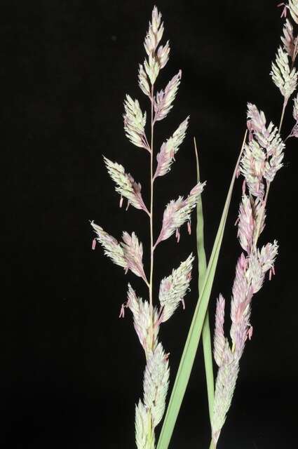 Image of canarygrass