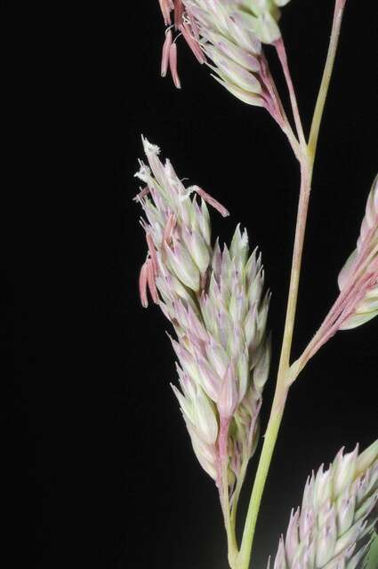 Image of canarygrass