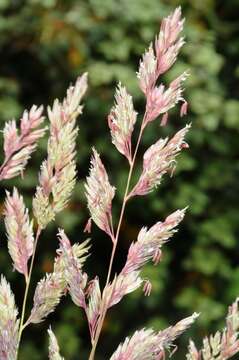 Image of canarygrass