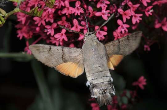 Image of Macroglossum Scopoli 1777