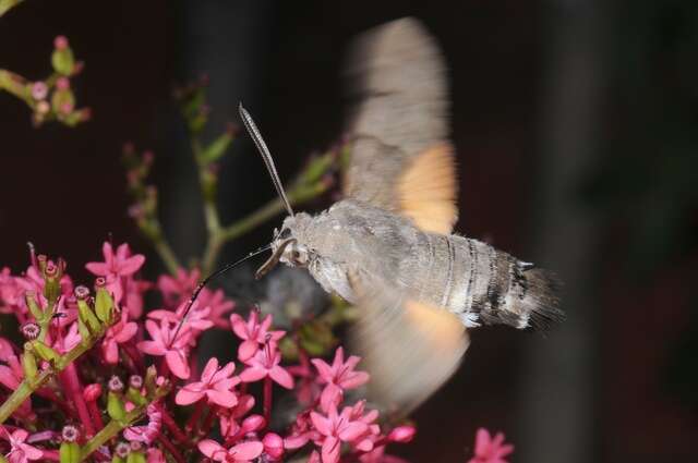 Image of Macroglossum Scopoli 1777