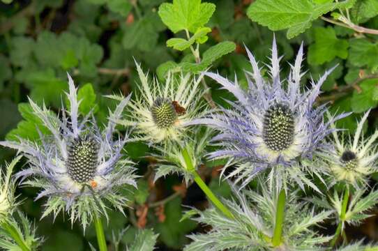 Plancia ëd Eryngium