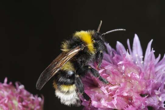 Image of Ashton's Cuckoo Bumblebee