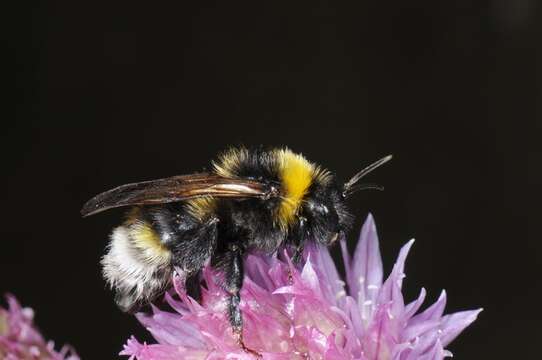 Image of Ashton's Cuckoo Bumblebee