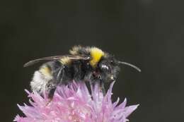 Image of Ashton's Cuckoo Bumblebee