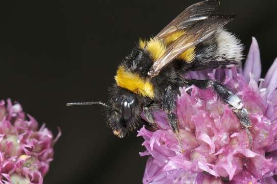 Image of honeybees, bumblebees, and relatives