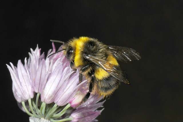 Image of honeybees, bumblebees, and relatives