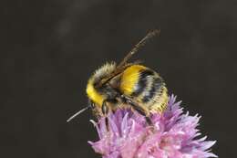 Image of honeybees, bumblebees, and relatives