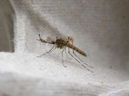 Sivun Aedes cantans (Meigen 1818) kuva