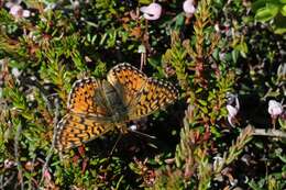 Image of Lesser Fritillaries